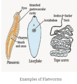 diversity in living organisms