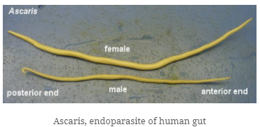 diversity in living organisms