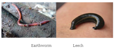 diversity in living organisms