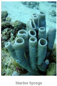 diversity in living organisms